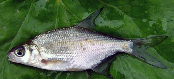 Blicca bjoerkna_07.jpg